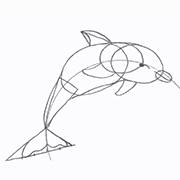 How to Draw a Dolphin Course for children